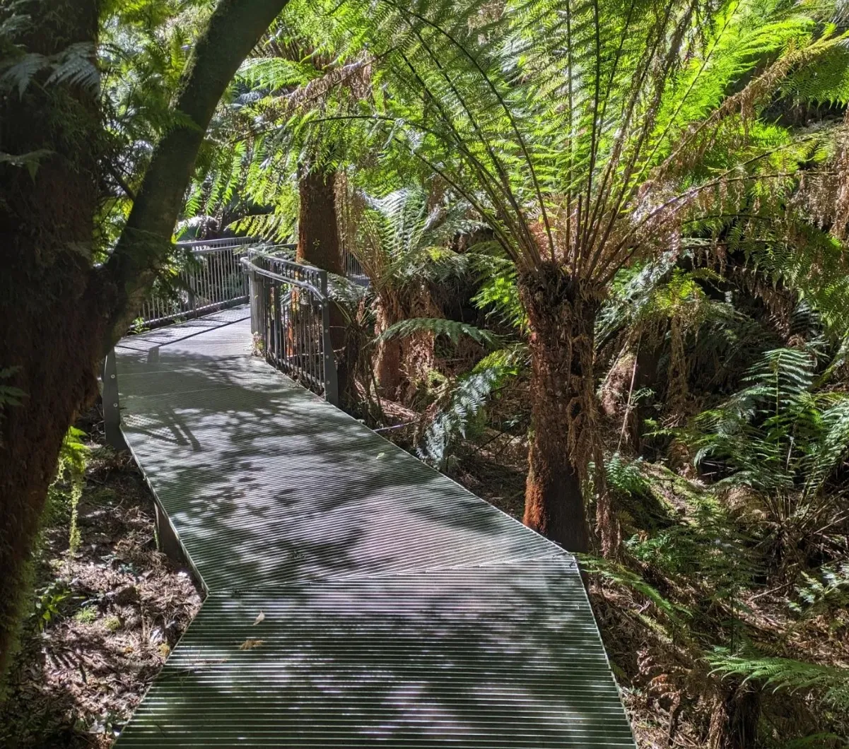 7 Explore the Maits Rest Rainforest Walk