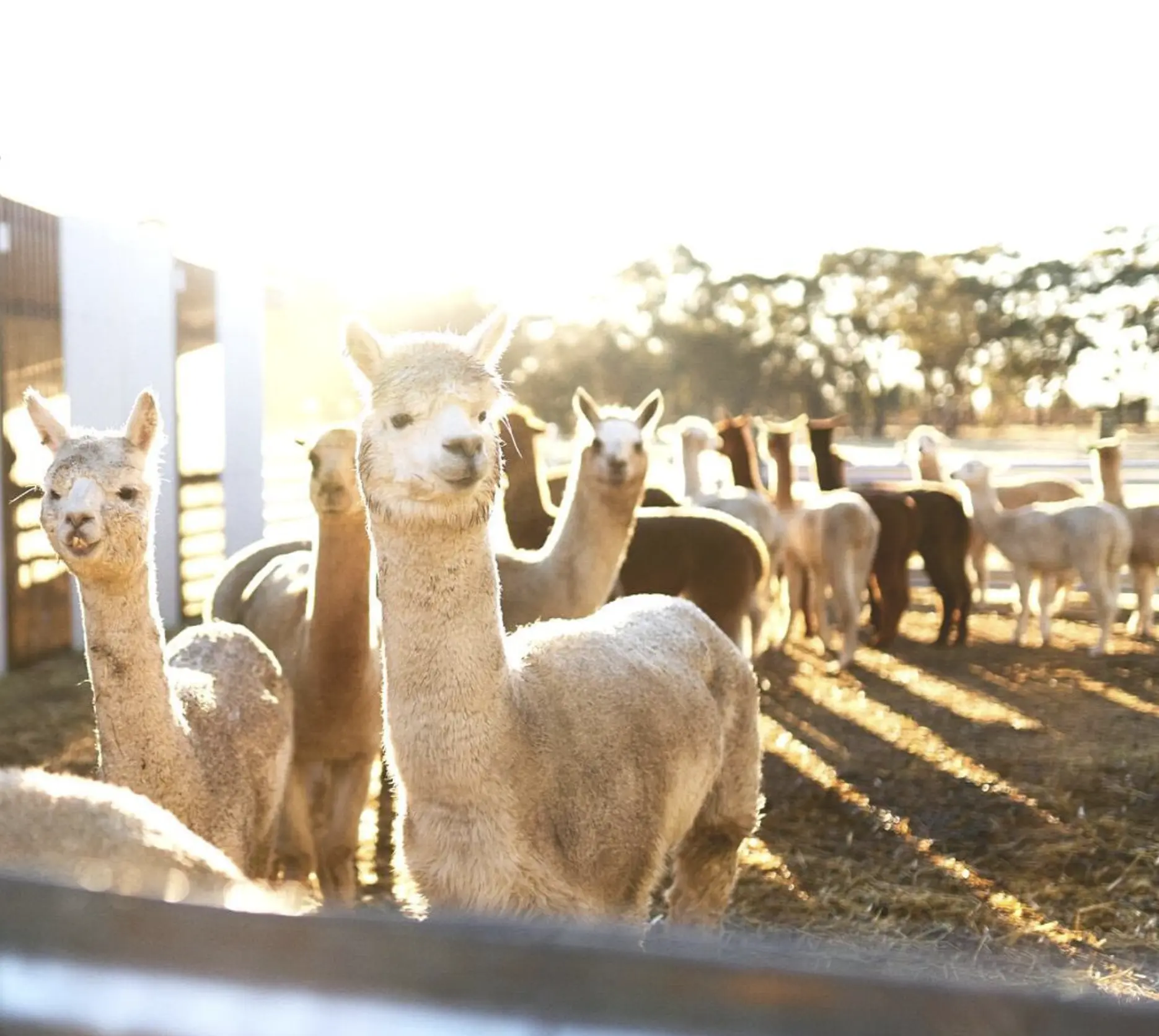 Alpaca Showing and Breeding