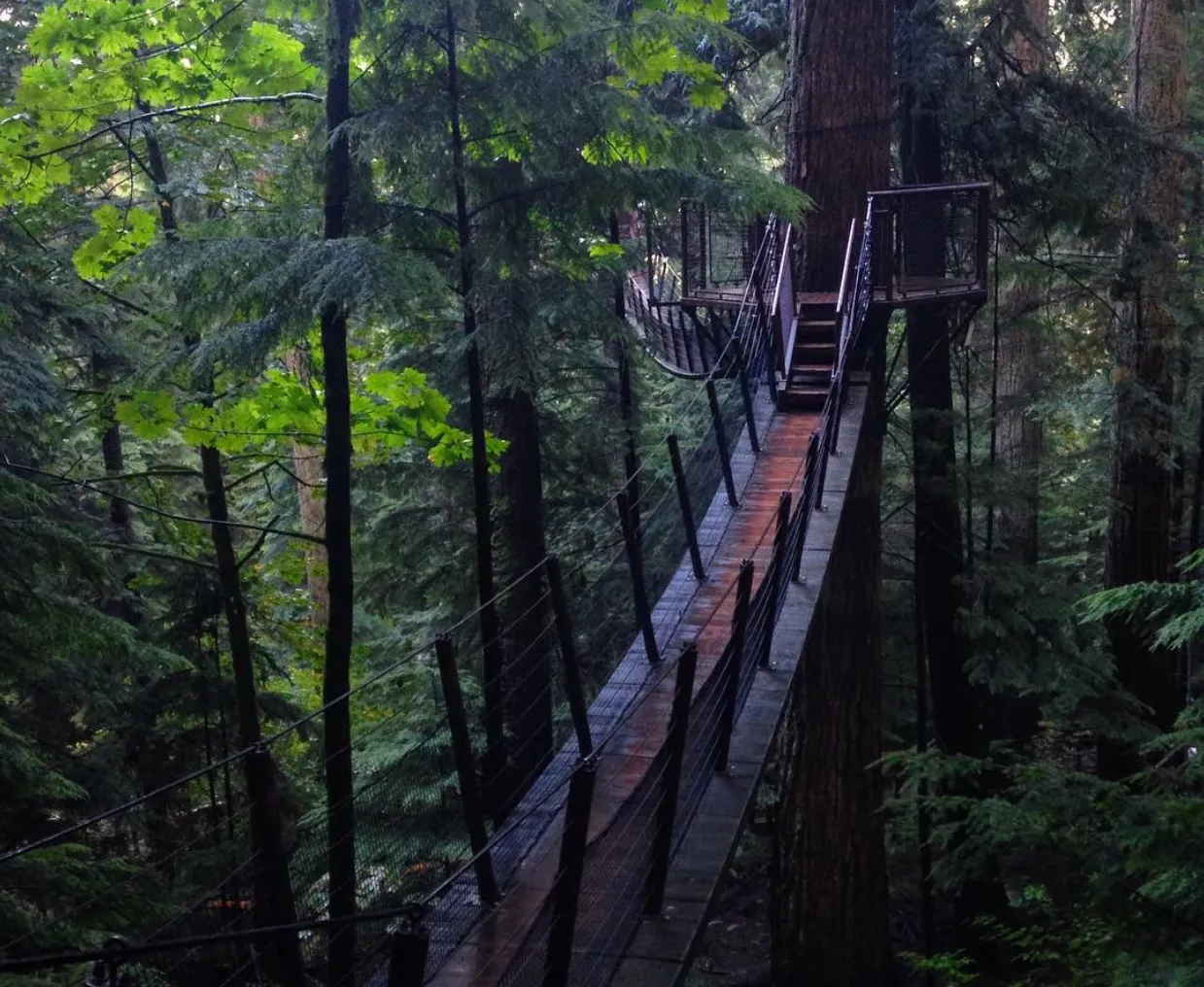 Bring your entire family to Treetops Adventures in Yeodene