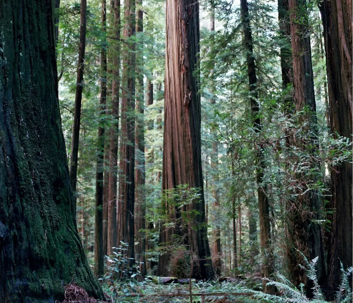 Californian Redwoods