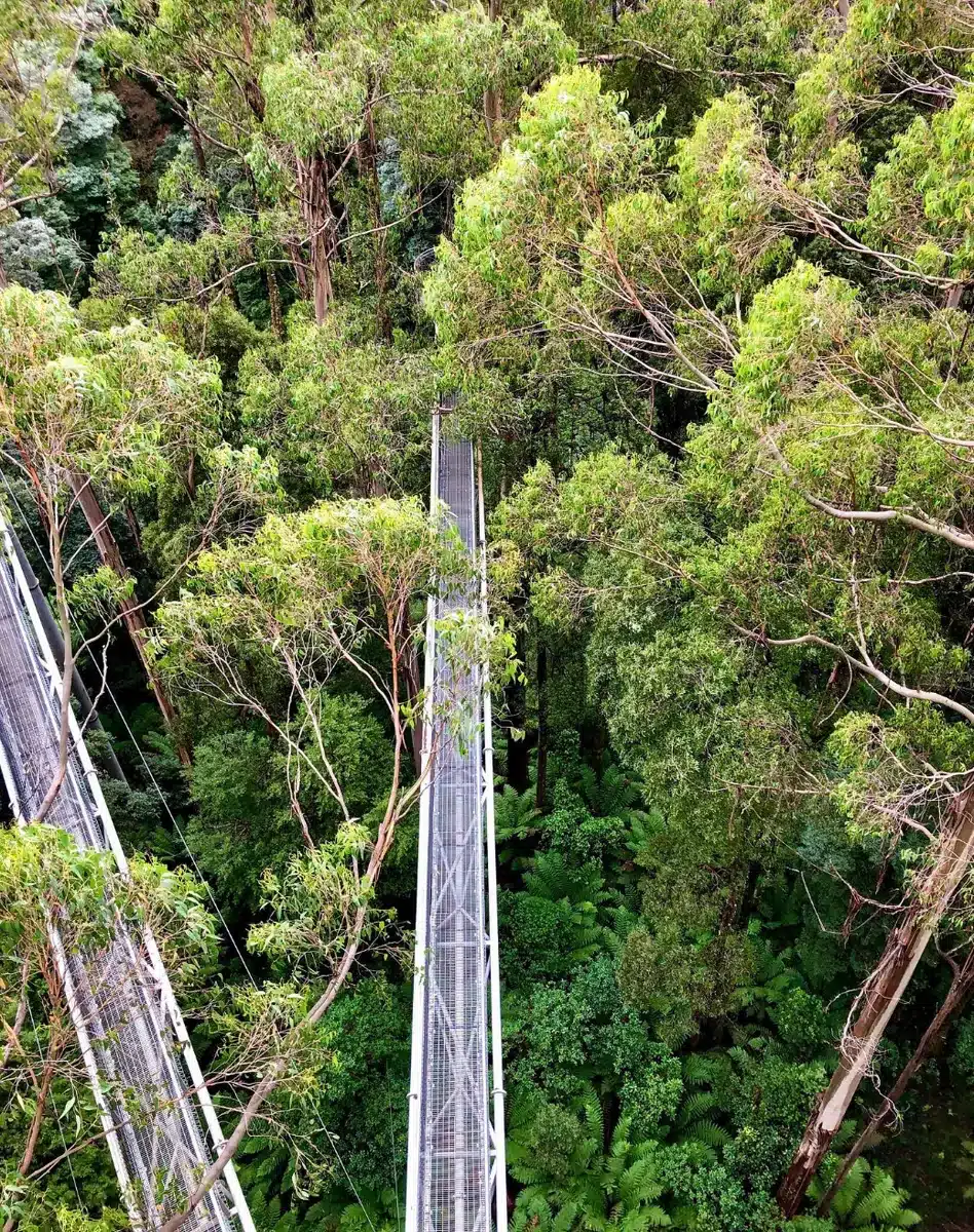 Canopy Walk at Otway