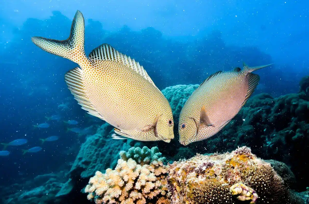 Don’t Risk Your Reef Day