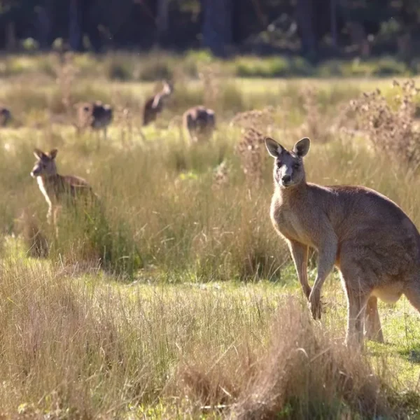 Eastern Grampians