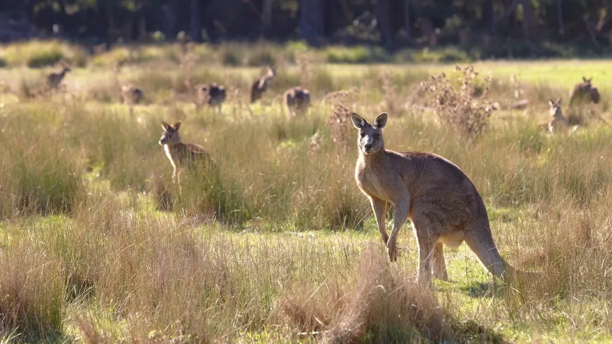 Eastern Grampians
