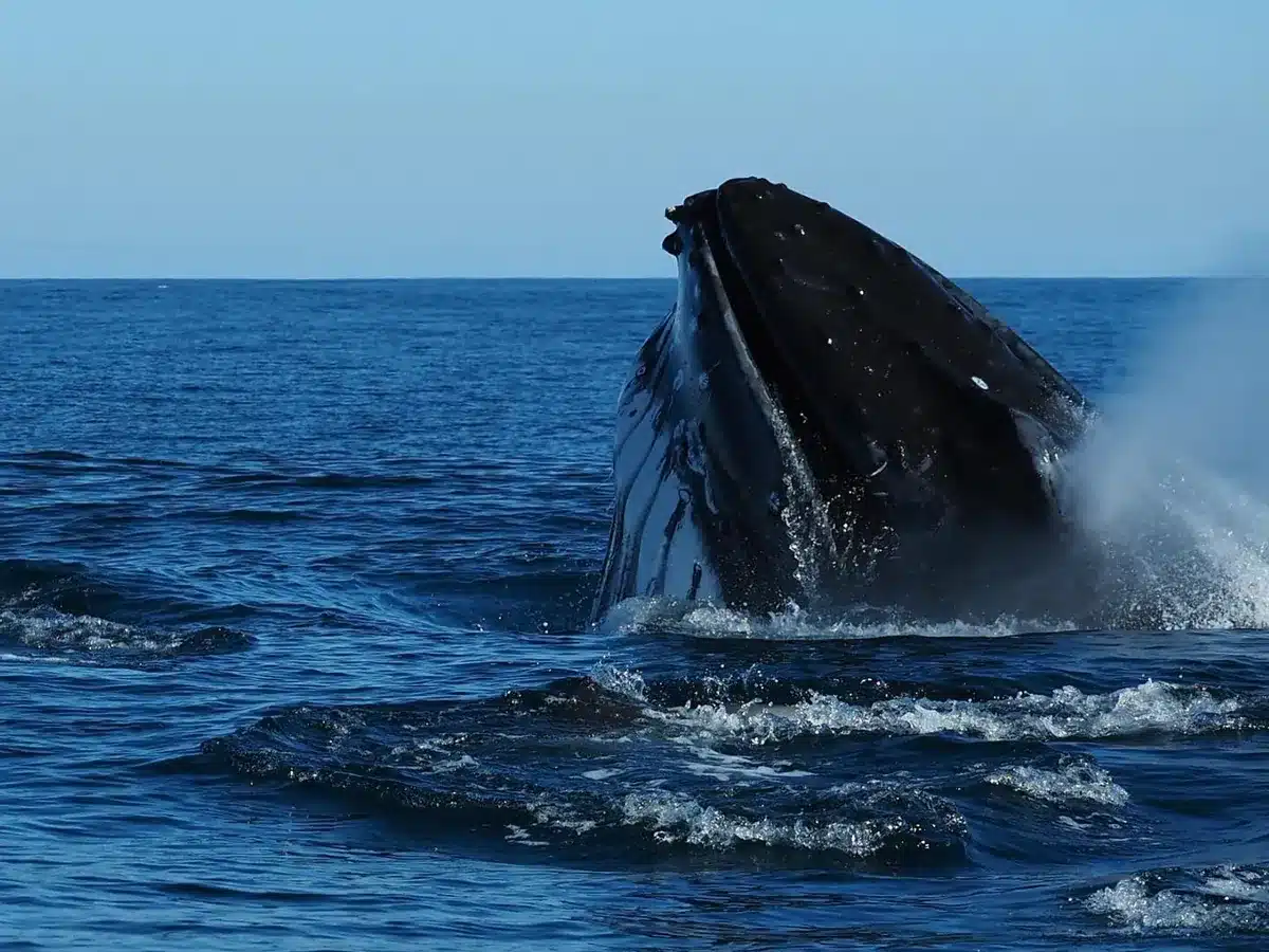 Embark on a Whale Watching Adventure