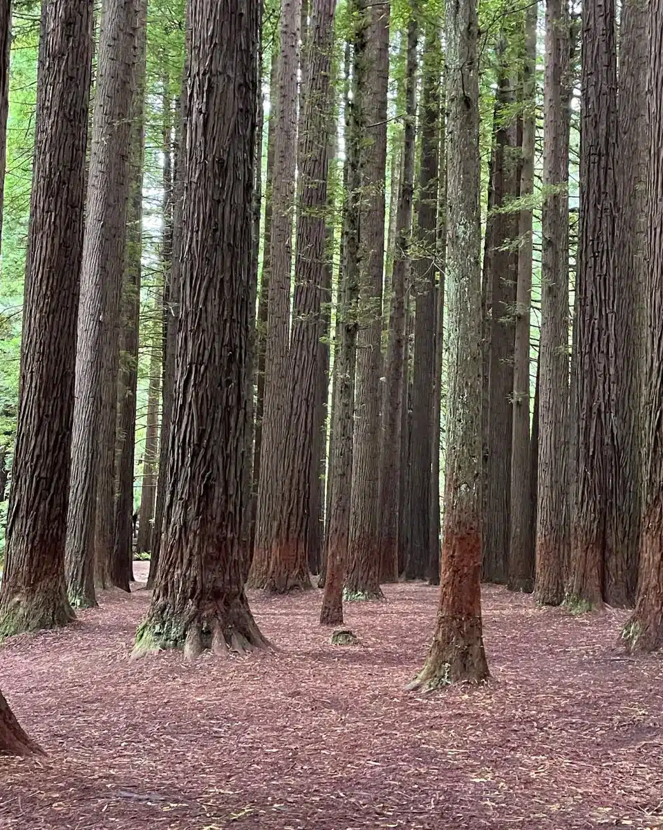 Enjoy the majestic beauty of the Redwoods Otways