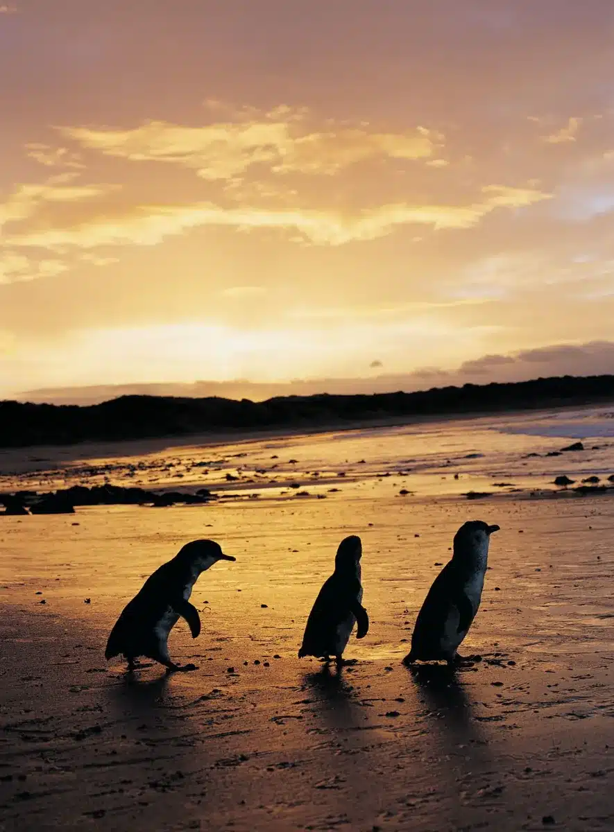 Experience the Penguin Parade