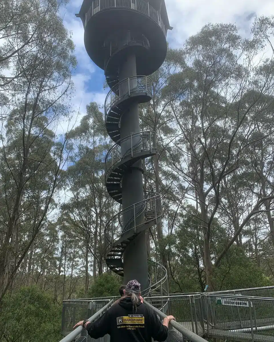 Experience the treetops on Otway Fly
