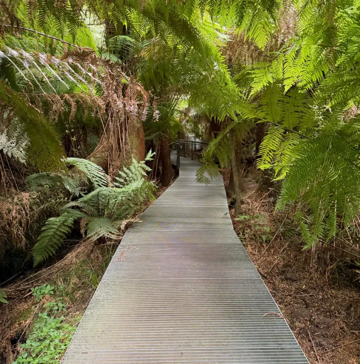 Explore the Maits Rest Rainforest Walk to search for wildlife