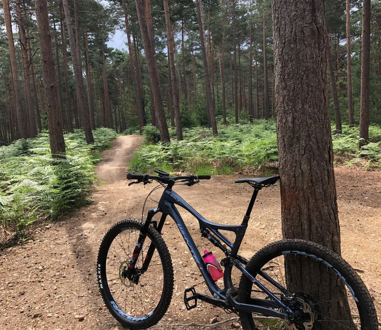 Explore the forest mountain bike trails