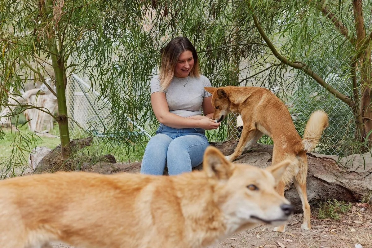 Get to know the dingo