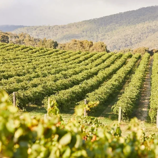 Grampians Wine Region