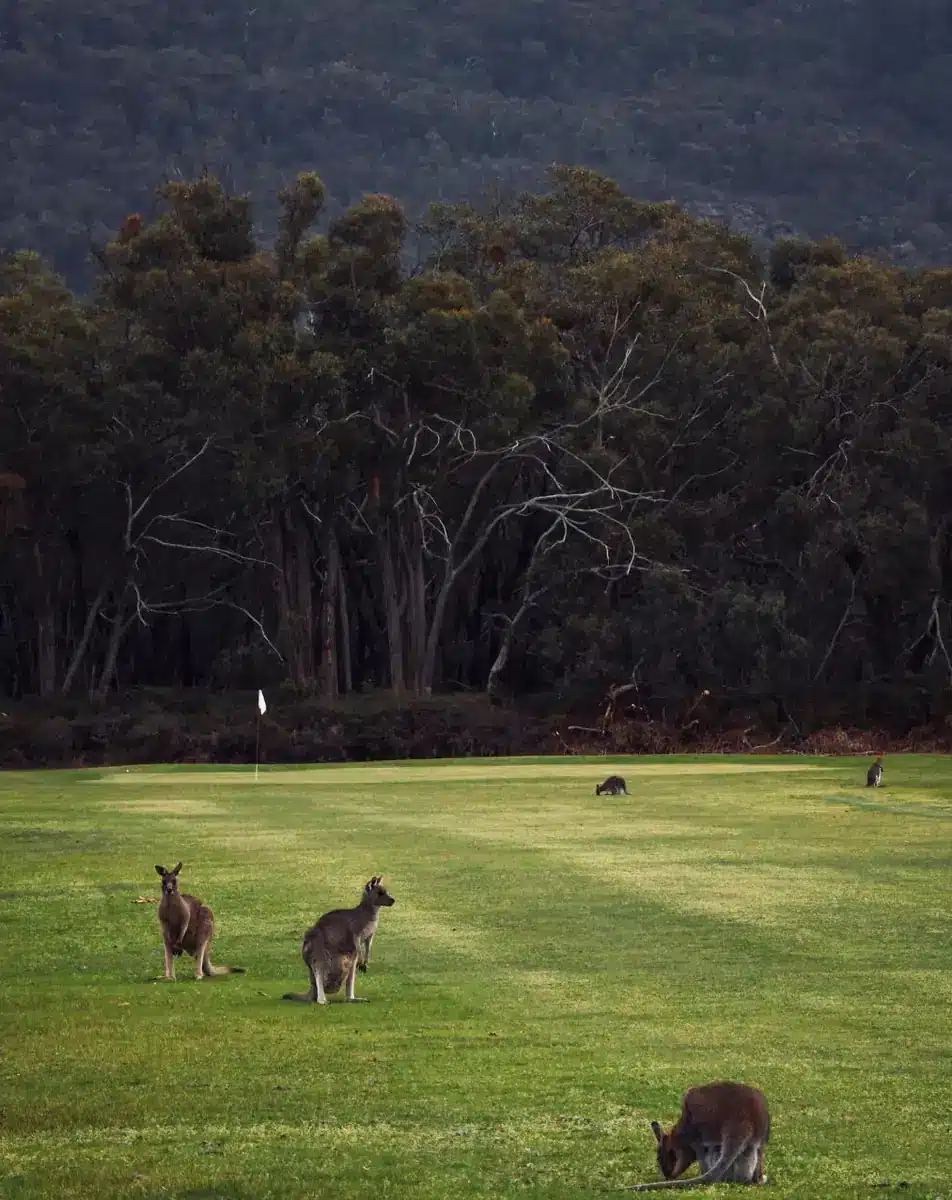 Halls Gap Golf Club
