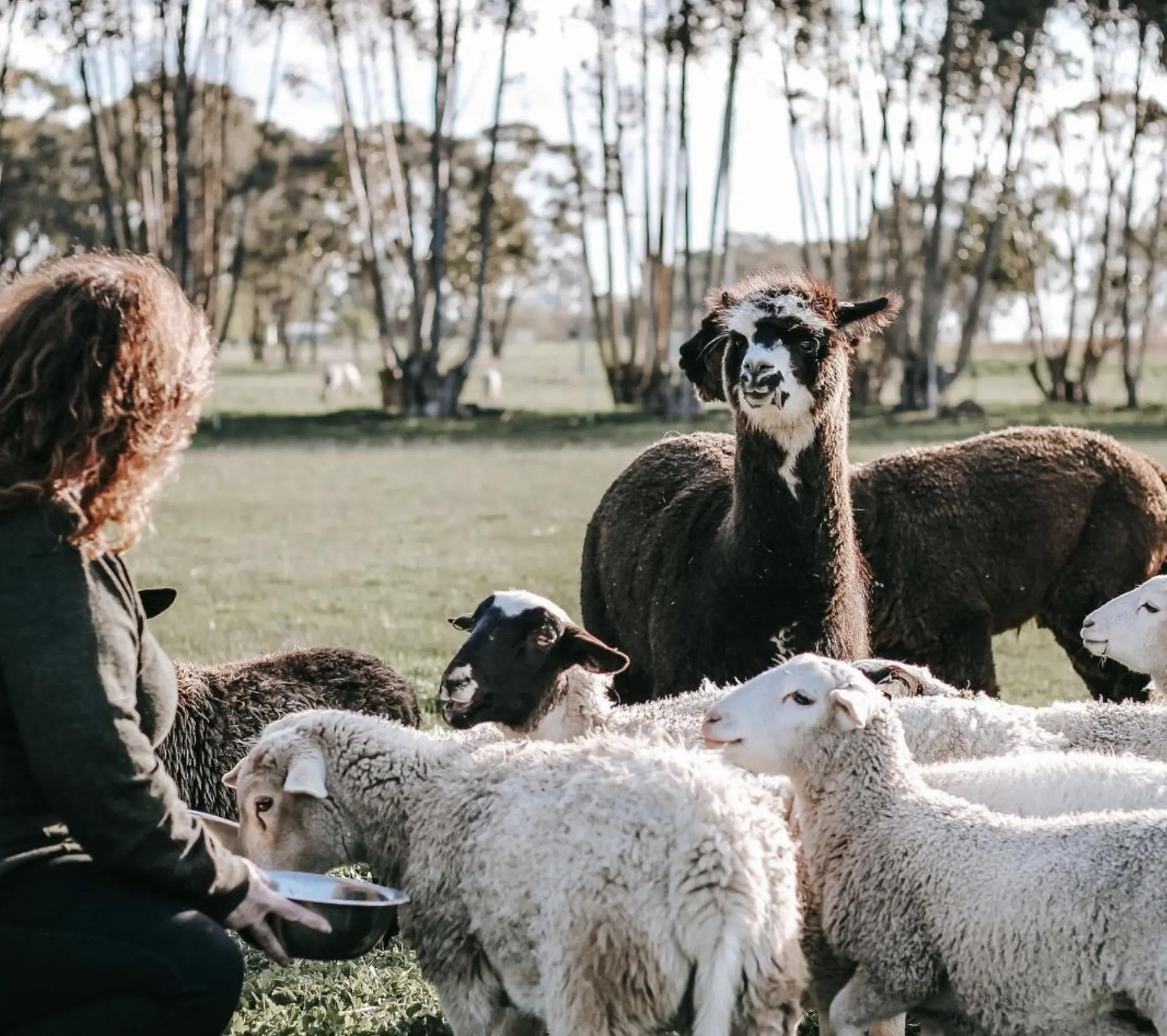 Home to Happy Animals