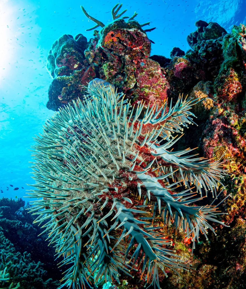 Inner vs Outer Reef in Winter