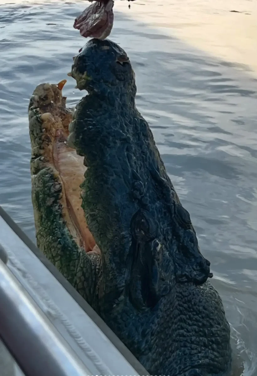 Is Feeding Them Harmful? The Science Behind Crocodile Welfare in Tourism