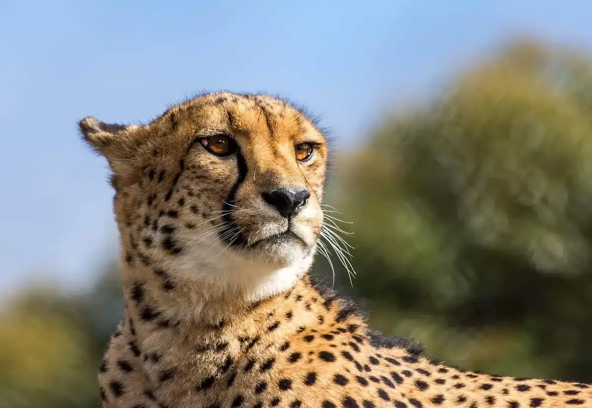 Meet the cheetahs