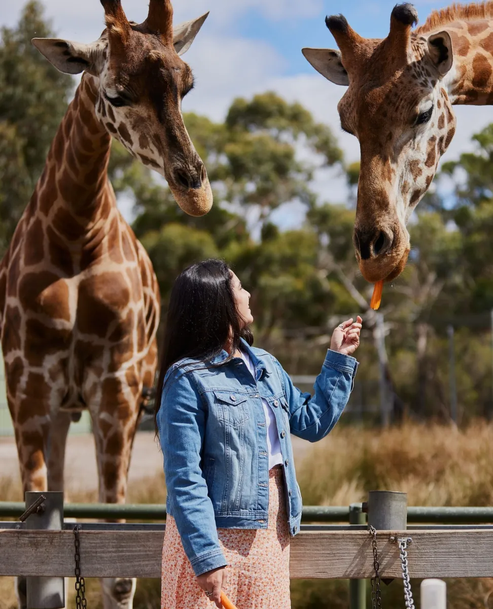 Meet the giraffes