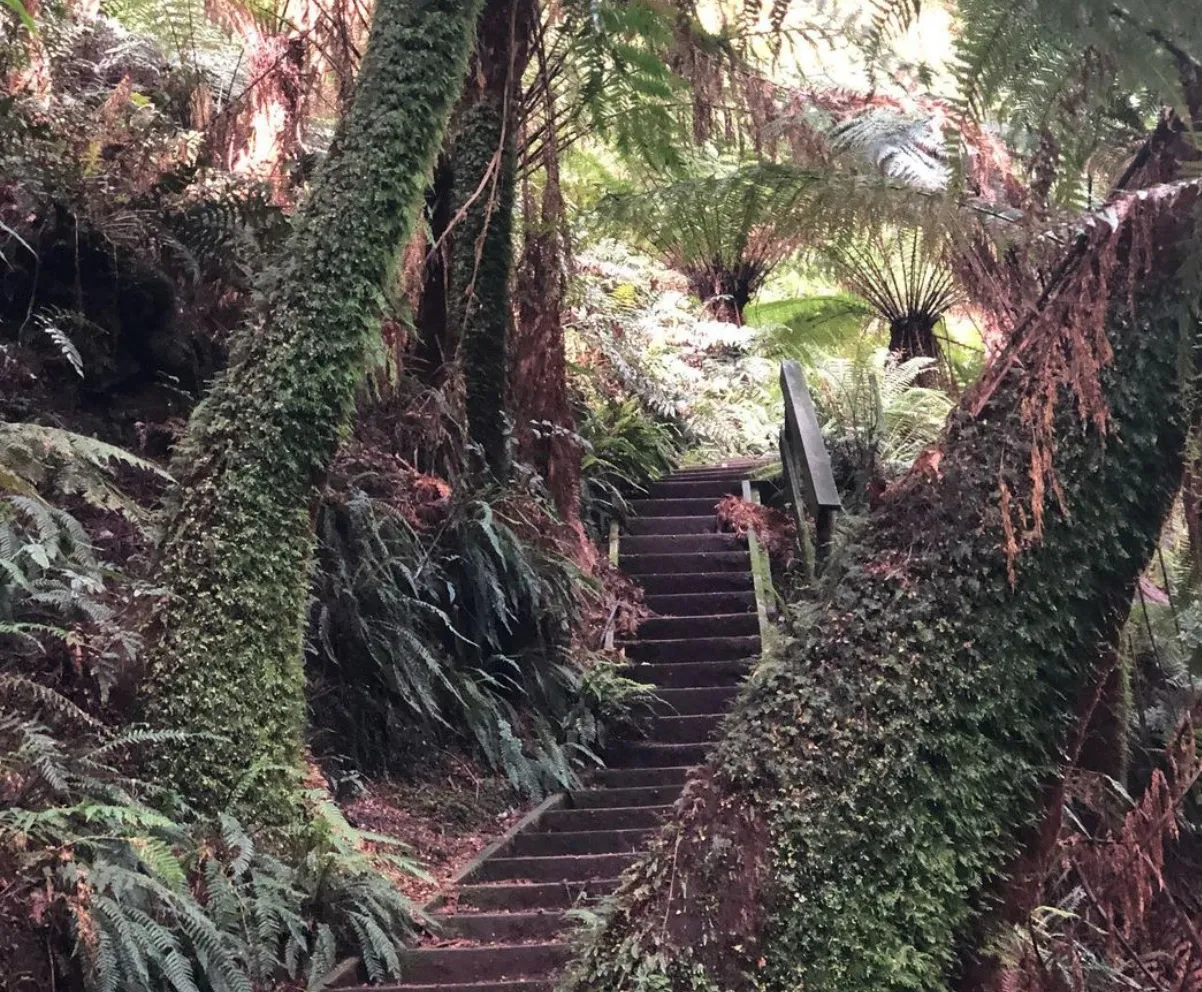 One can glow worm hunting at Melba Gully