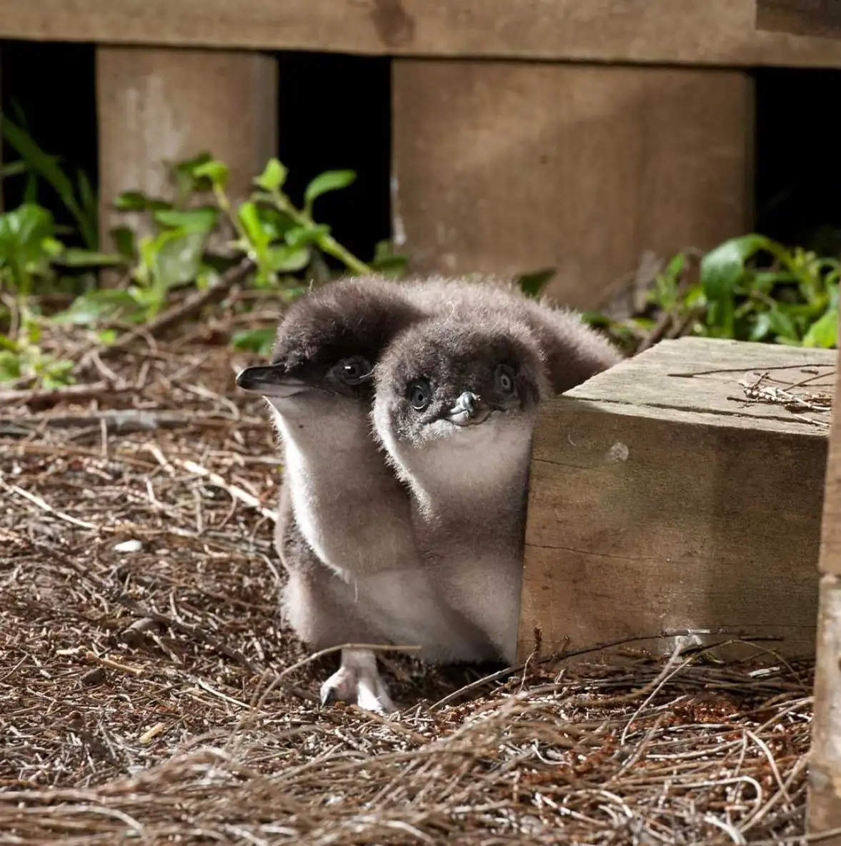 Penguin Parade Vs Penguin Plus