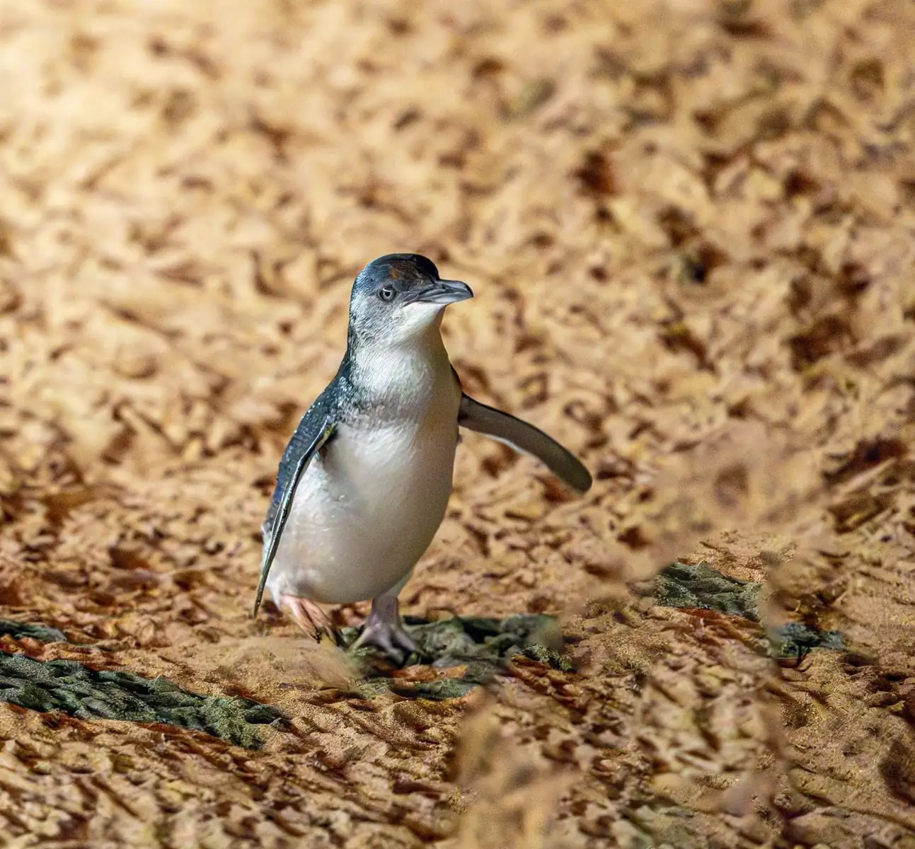 Penguins Plus, A Better Experience