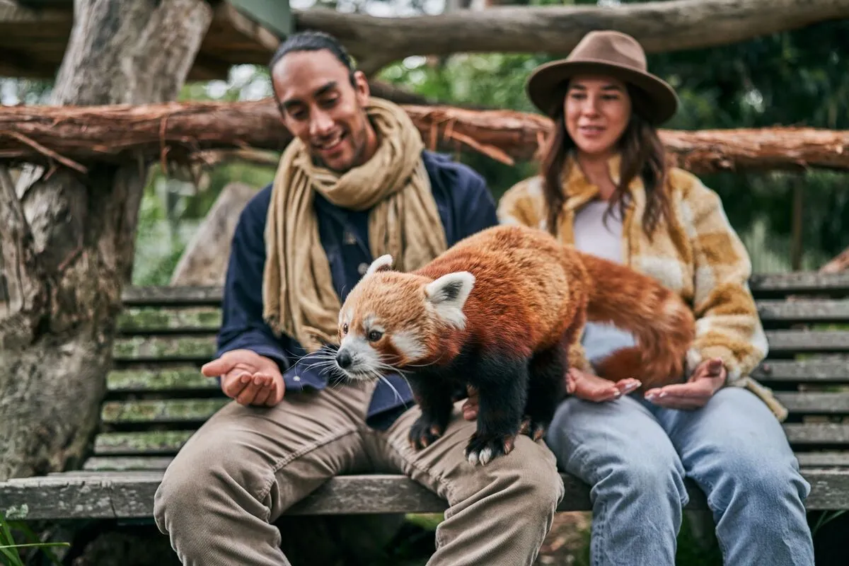 Red Panda