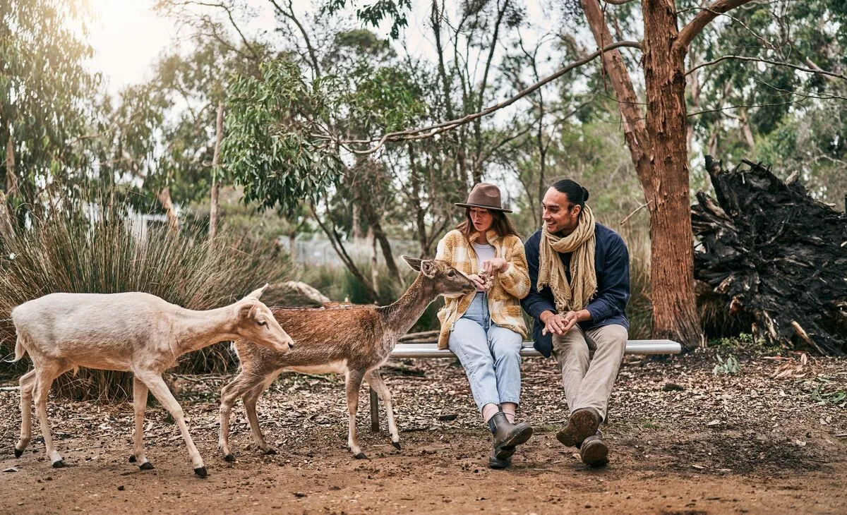 Seeing deer and wallabies