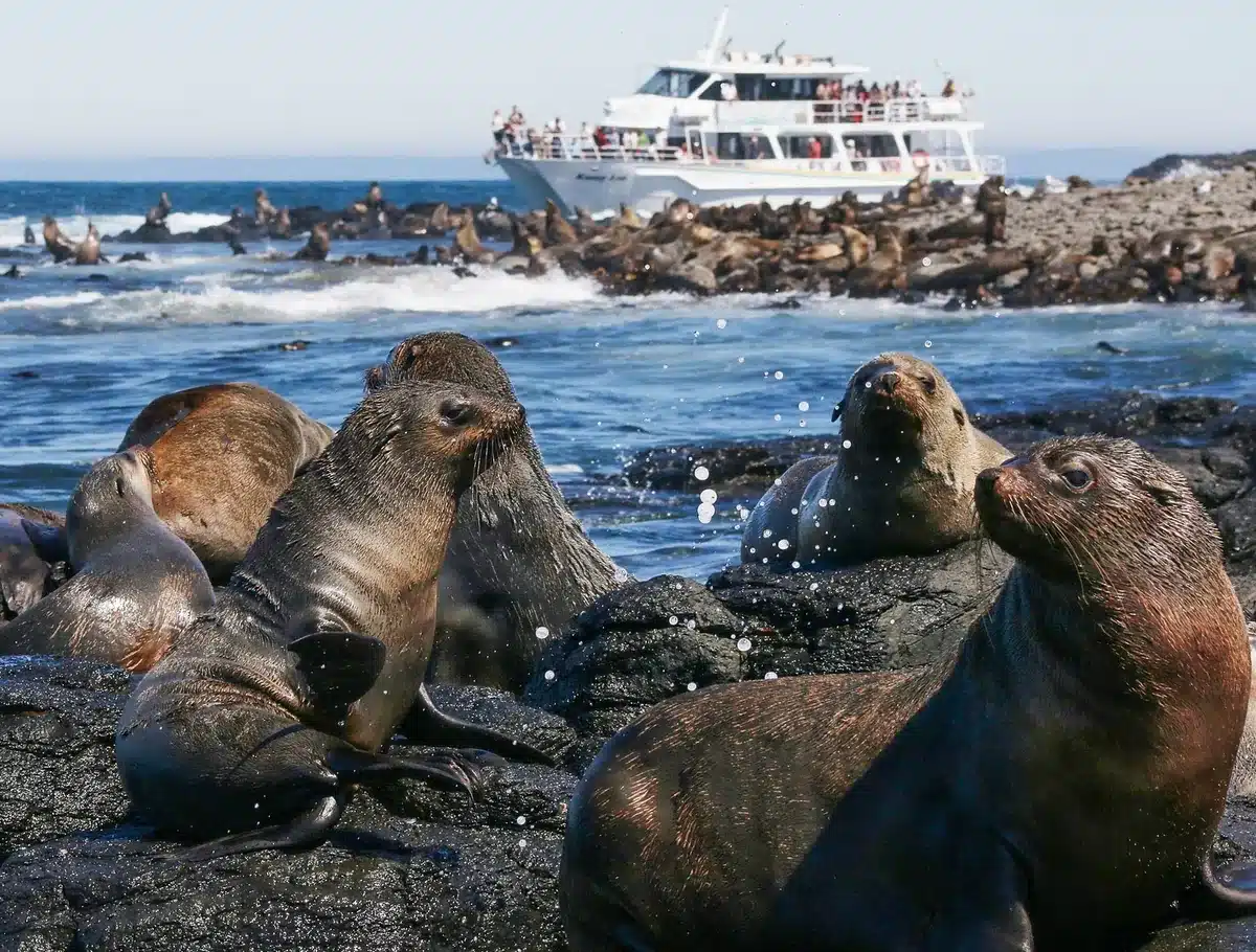 Take Part in a Seal-Watching Cruise