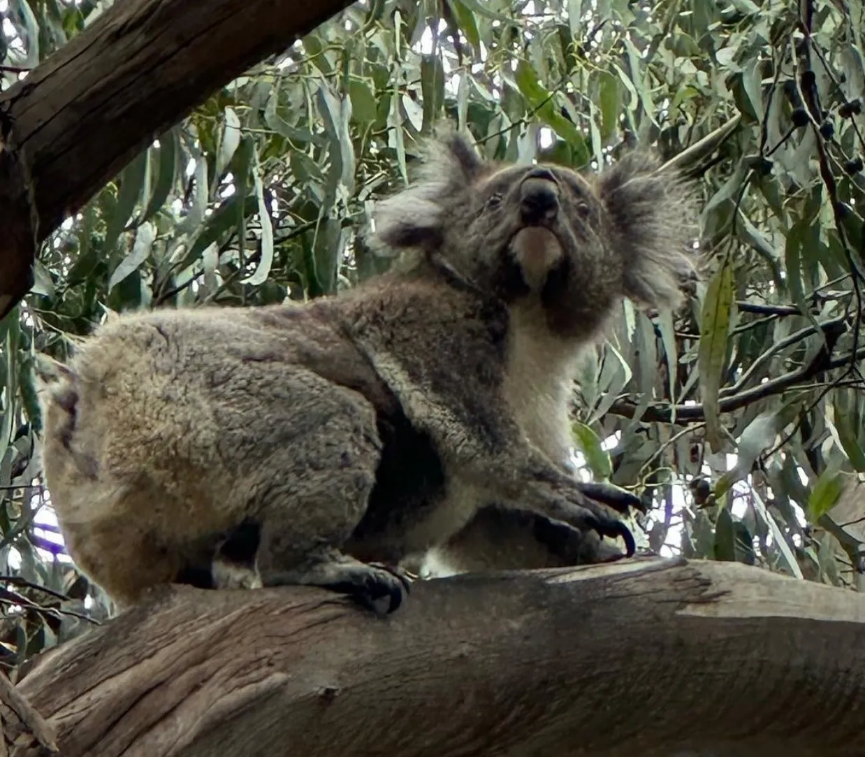 The Kennett River Koala Walk