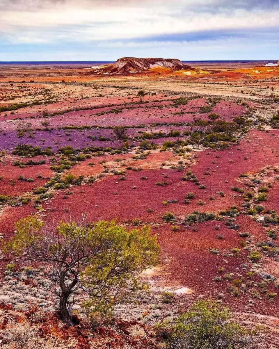 The Science and Timing Behind the Desert’s Rarest Colour Change