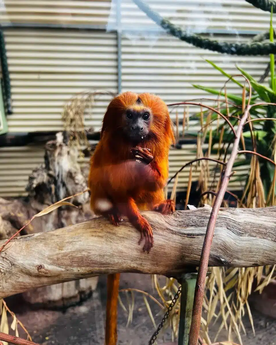The newest member of the Halls Gap Zoo family