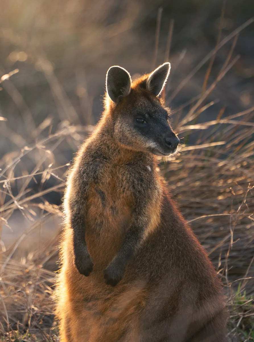 Things to do in Phillip Island