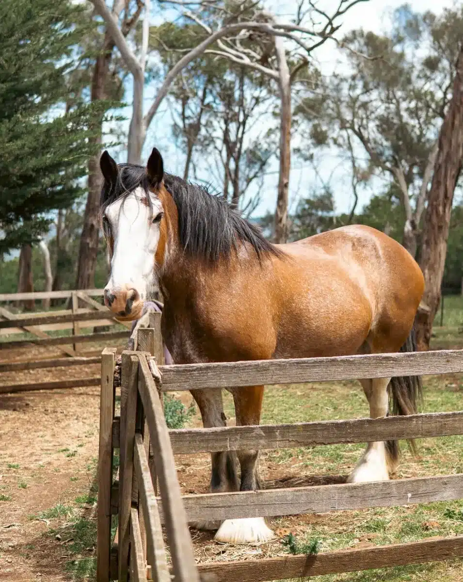Visit Churchill Island Heritage Farm