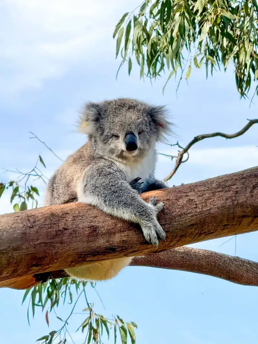Visit the Koala Conservation Centre