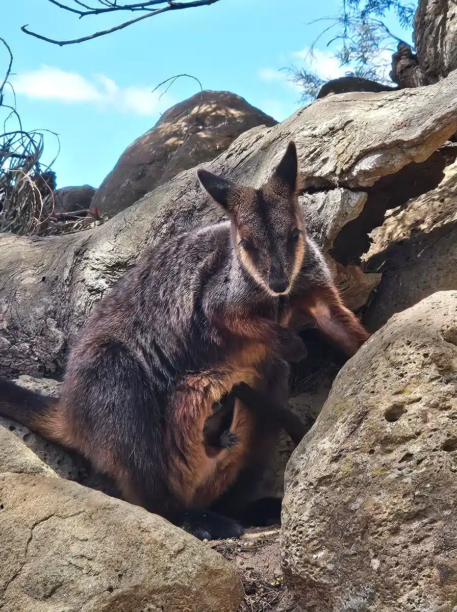 Visiting Halls Gap Zoo