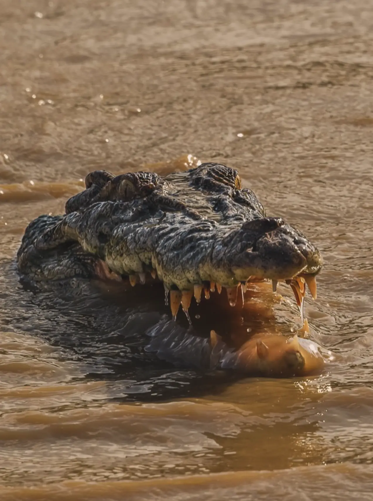 What Actually Changes When Crocs Get Fed