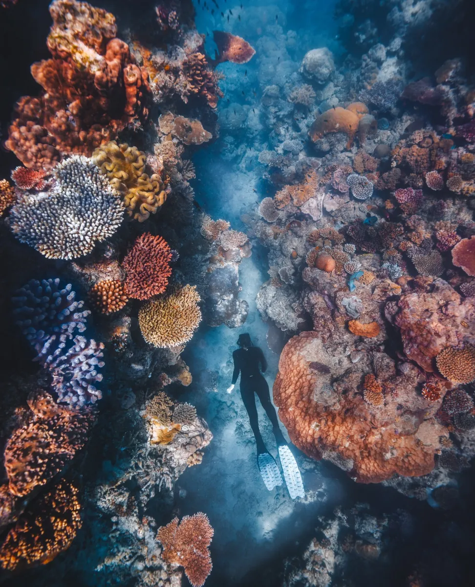 What Is the Real Difference in Marine Life Density