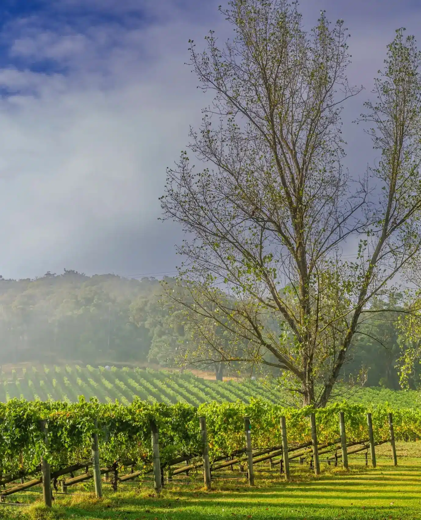 What’s Changed At Cellar Doors In Recent Years