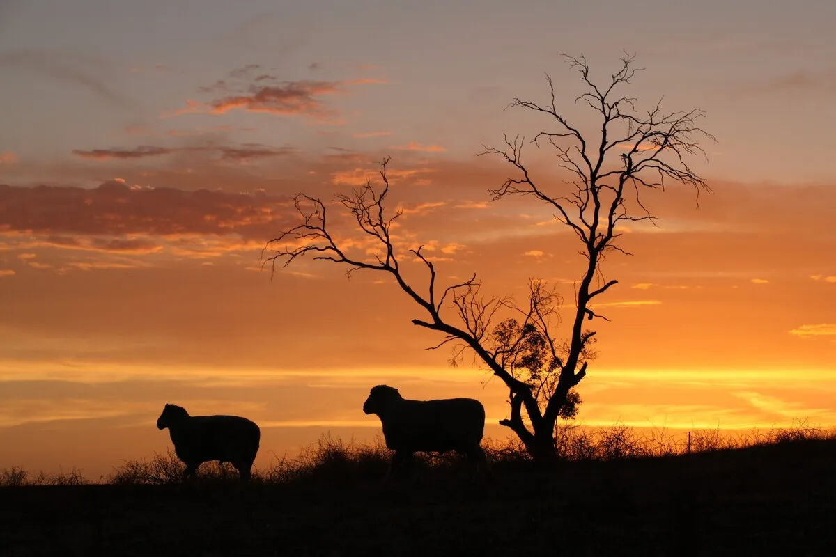 Wimmera Mallee