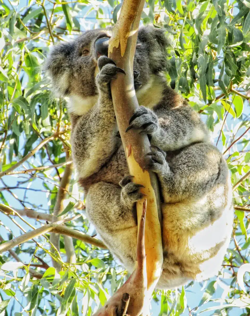 You can go koala spotting in the Otways