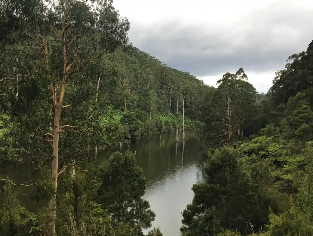 You may be able to spot a platypus at Lake Elizabeth