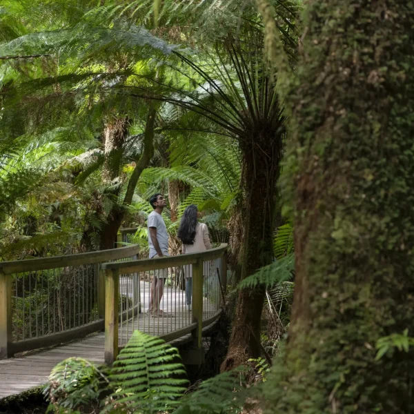 3 day great ocean road tour