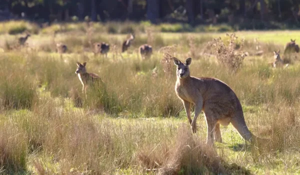 Eastern Grampians