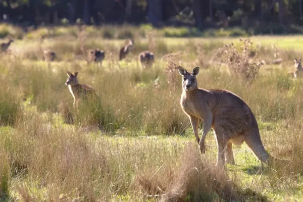 Eastern Grampians