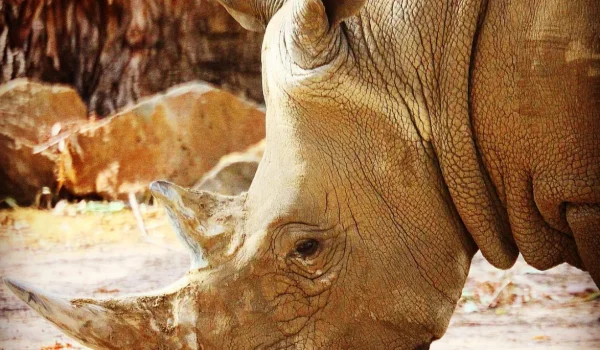 From Meerkats to Rhinos The Full Halls Gap Zoo Animal Guide
