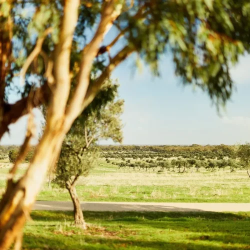 Grampians Olives Co