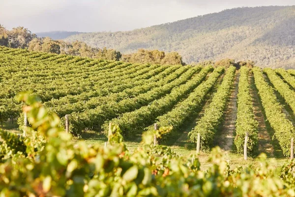 Grampians Wine Region