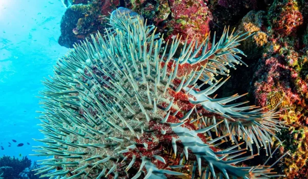 Inner vs Outer Reef in Winter