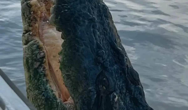 Is Feeding Them Harmful? The Science Behind Crocodile Welfare in Tourism