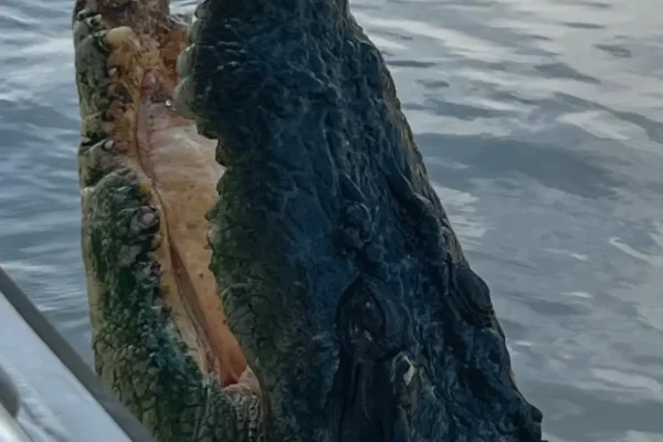 Is Feeding Them Harmful? The Science Behind Crocodile Welfare in Tourism